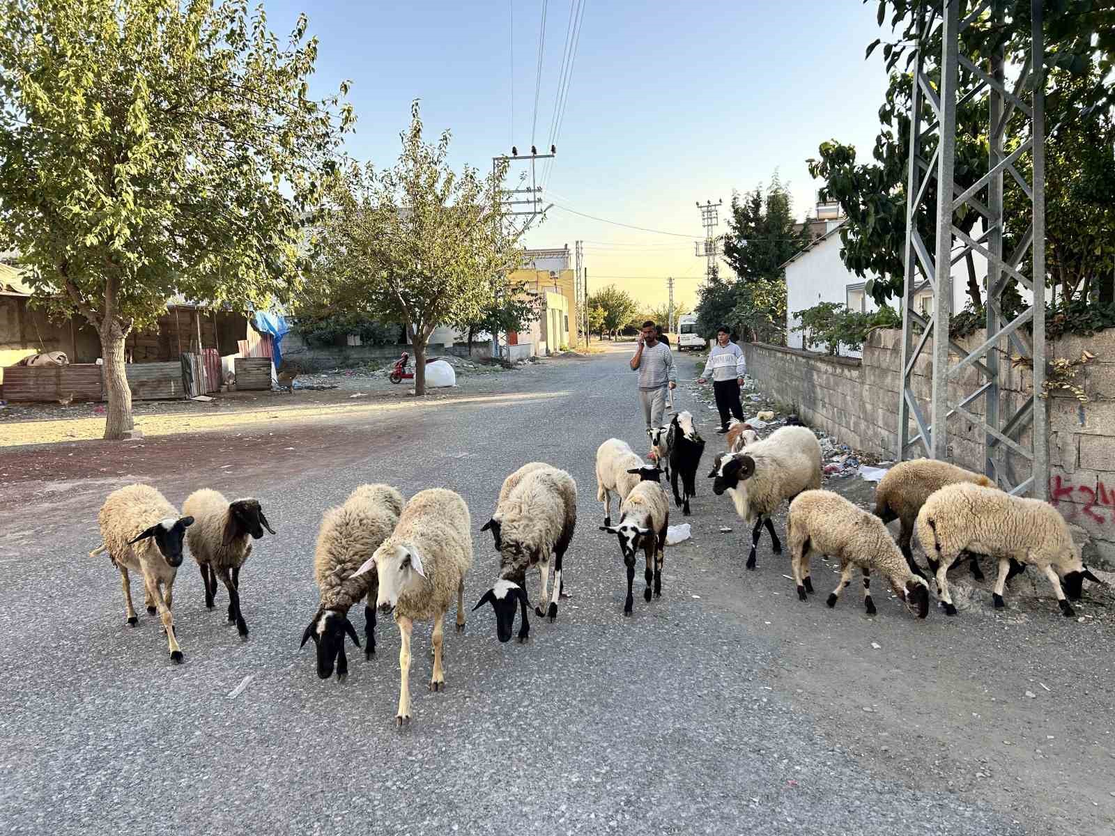 Arabasını satarak hayvancılığa başlayan depremzede baba ve böbrek hastası 2 evladının umudu olan 22 koyunu polis ekipleri buldu
