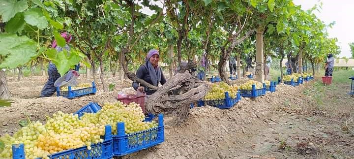 Sarıgöl’de yaş üzümün kilosu 70 lirayı gördü
