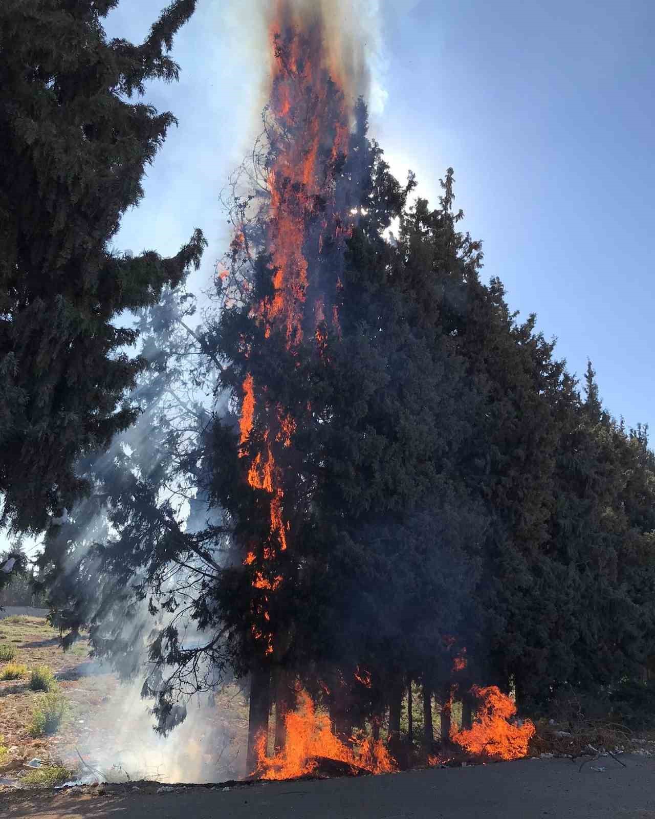 Reyhanlı’da çamlık alanda yangın çıktı
