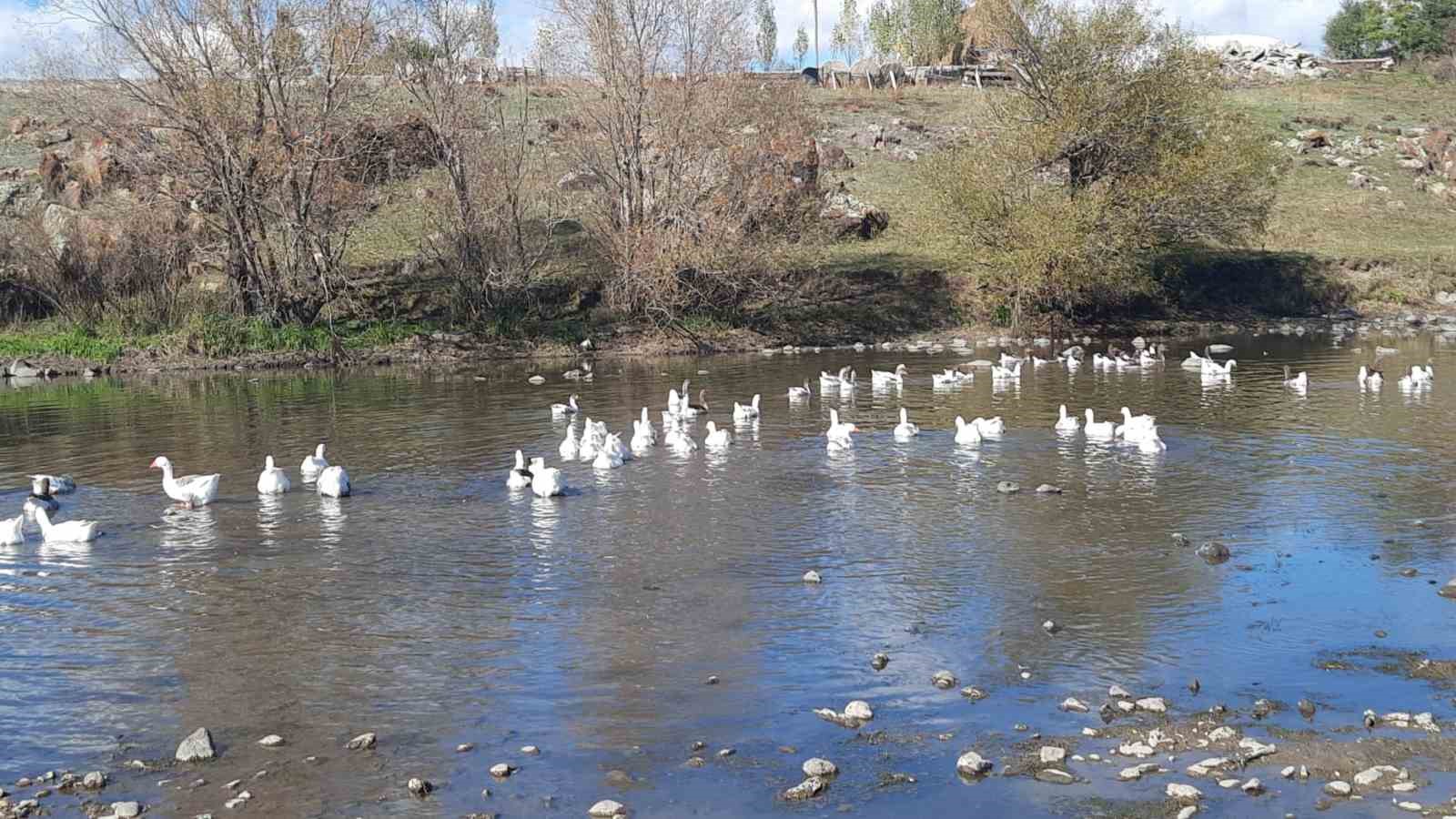 Kars’ta kazlar kesim öncesi besiye alındı
