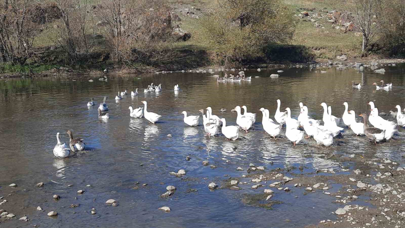 Kars’ta kazlar kesim öncesi besiye alındı
