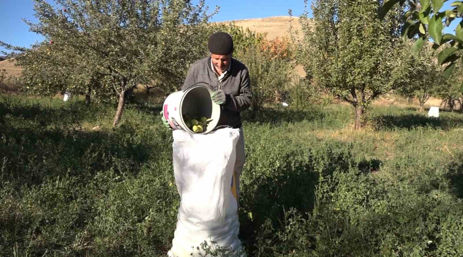 Erciş’te kışlık elma hasadı başladı
