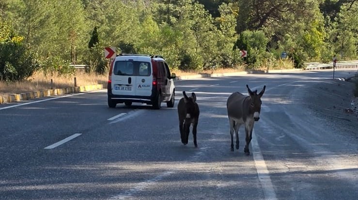 Marmaris’te trafikte eşek tehlikesi
