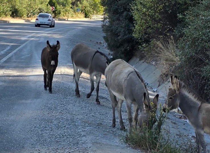 Marmaris’te trafikte eşek tehlikesi
