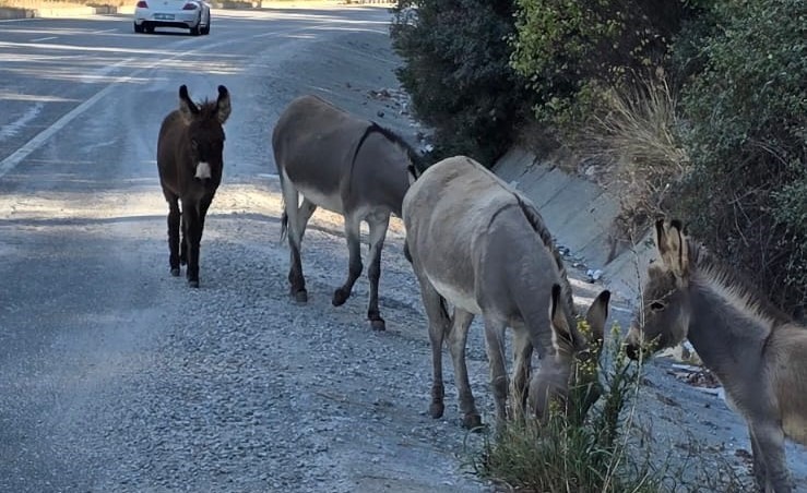 Marmaris’te trafikte eşek tehlikesi
