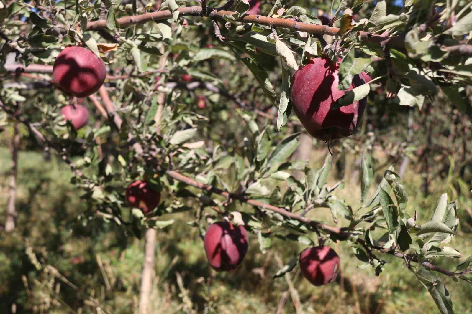 Meyveciliği hobiden ticarete dönüştürdü
