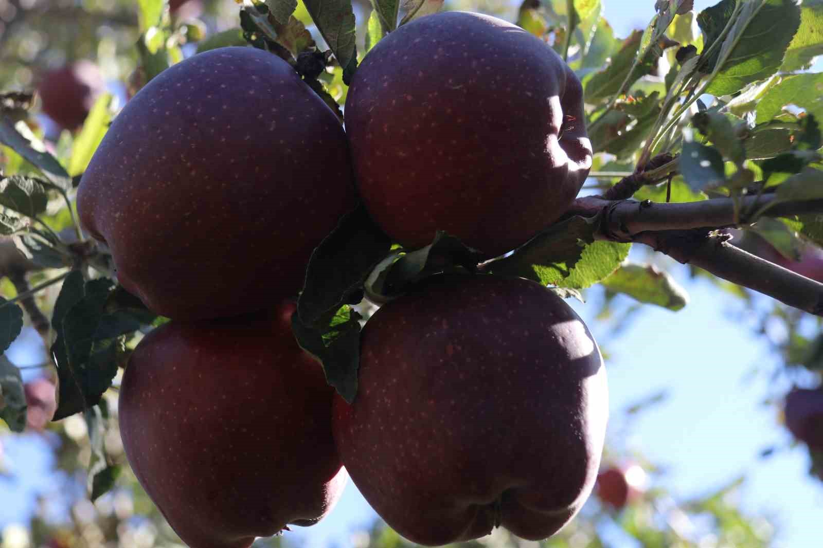 Meyveciliği hobiden ticarete dönüştürdü
