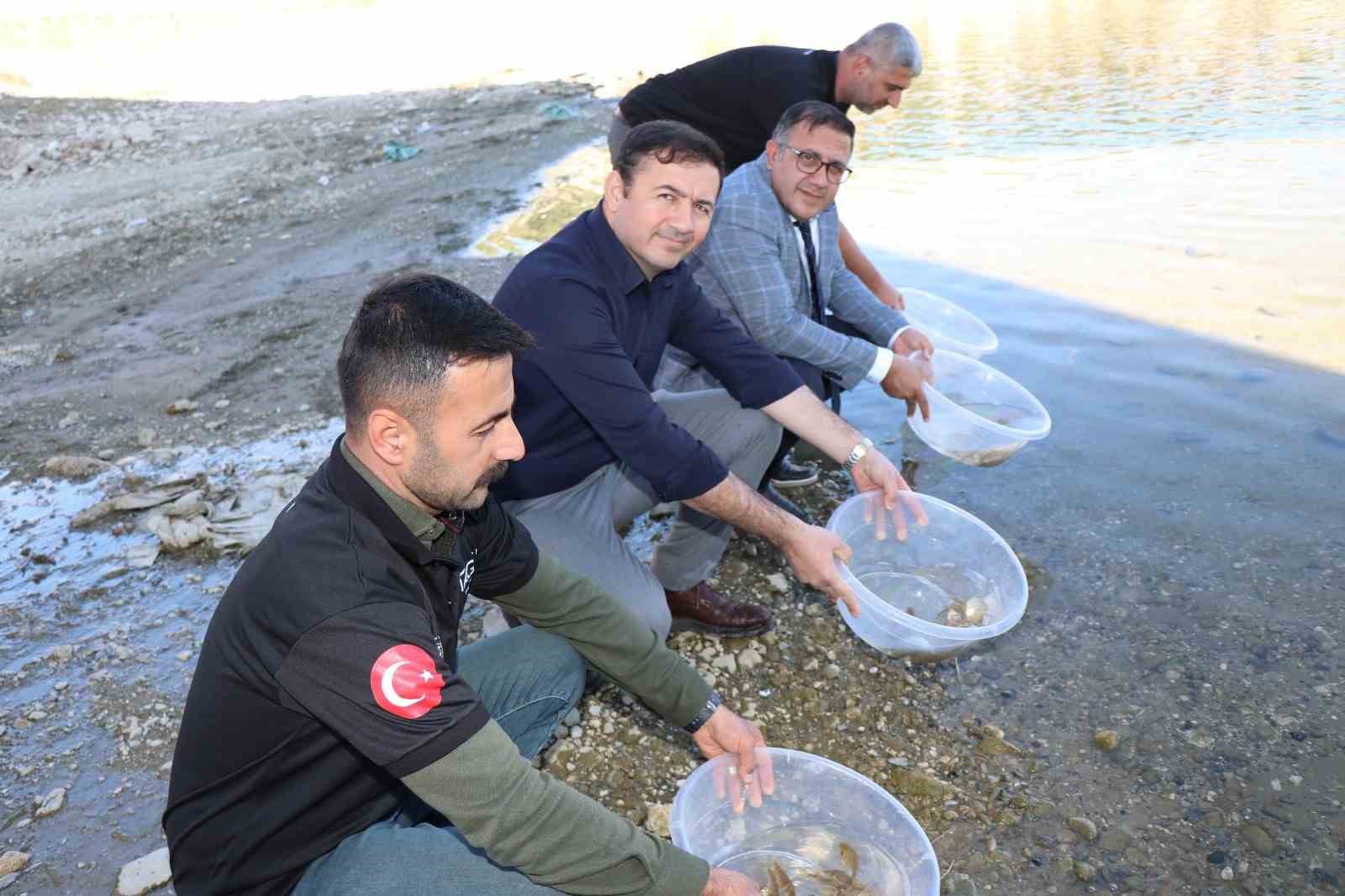 Dicle ilçesindeki Kralkızı Barajına 100 bin pullu sazan yavrusu bırakıldı
