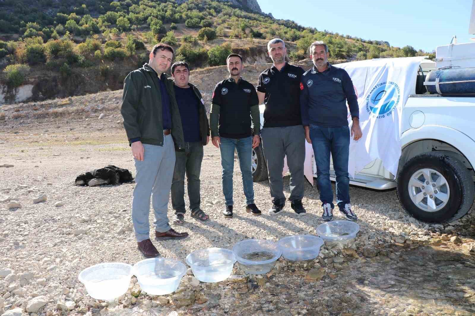 Dicle ilçesindeki Kralkızı Barajına 100 bin pullu sazan yavrusu bırakıldı
