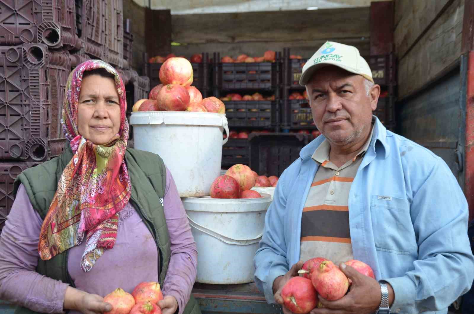 İnhisar’ın ünlü ’Deve dişi’ narında bu yıl verim yüksek
