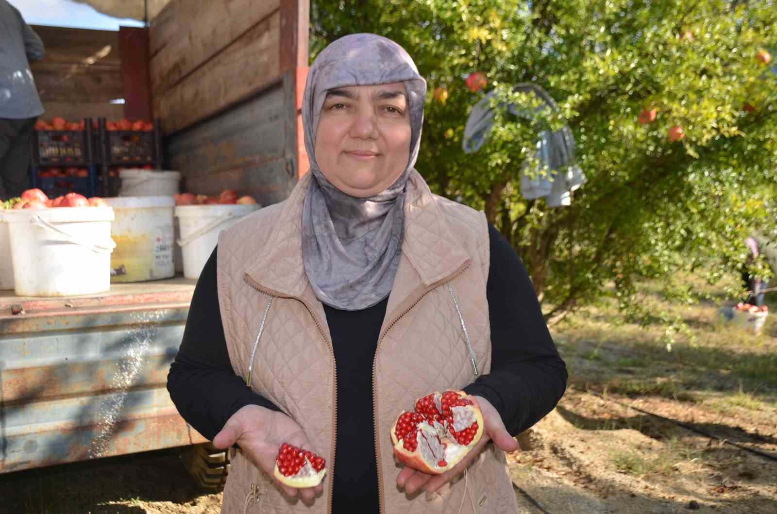 İnhisar’ın ünlü ’Deve dişi’ narında bu yıl verim yüksek
