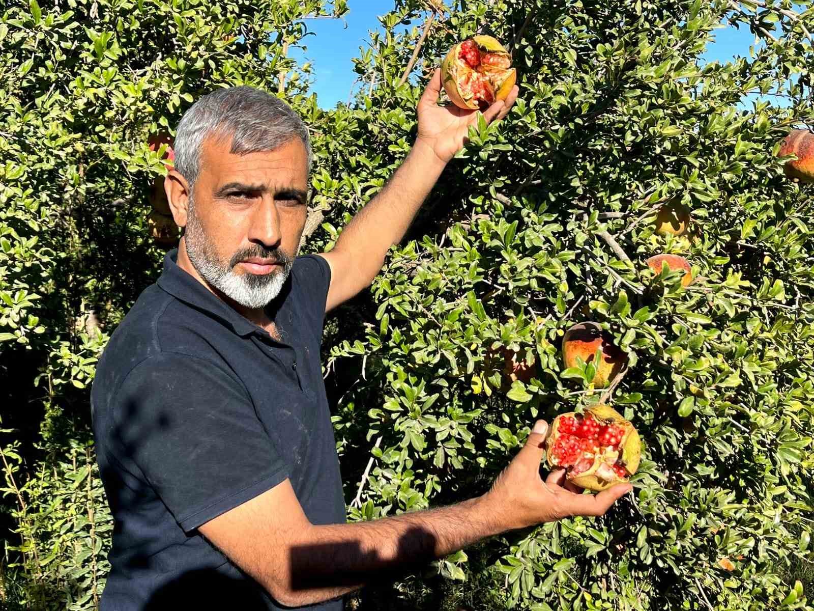 Avrupa Birliği tescilli narın hasadı başladı
