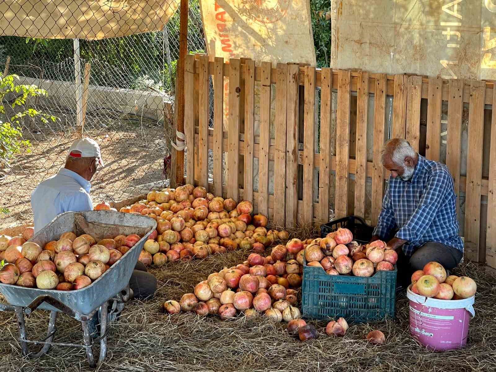 Avrupa Birliği tescilli narın hasadı başladı
