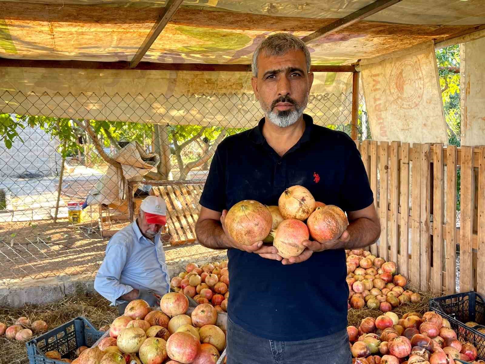 Avrupa Birliği tescilli narın hasadı başladı
