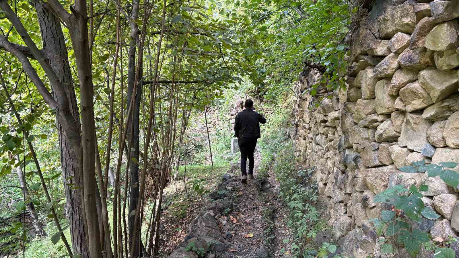 Artvin’de asırlık zeytin ağaçlarından hasat başladı
