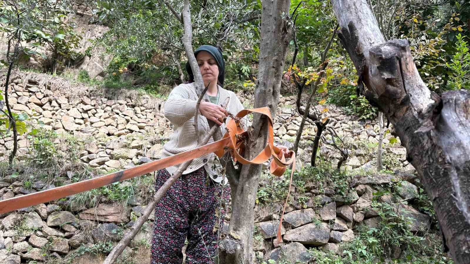 Artvin’de asırlık zeytin ağaçlarından hasat başladı
