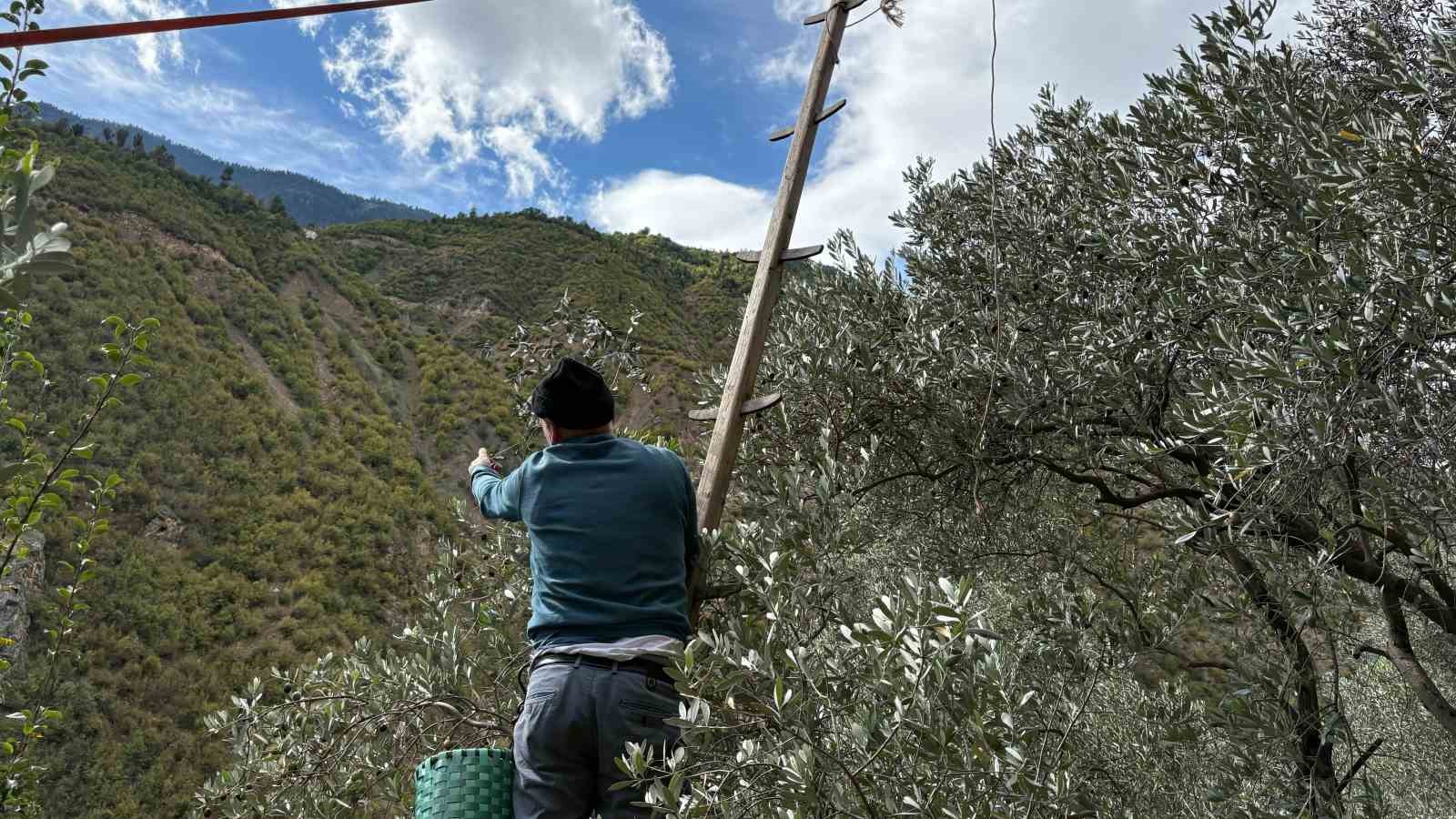 Artvin’de asırlık zeytin ağaçlarından hasat başladı
