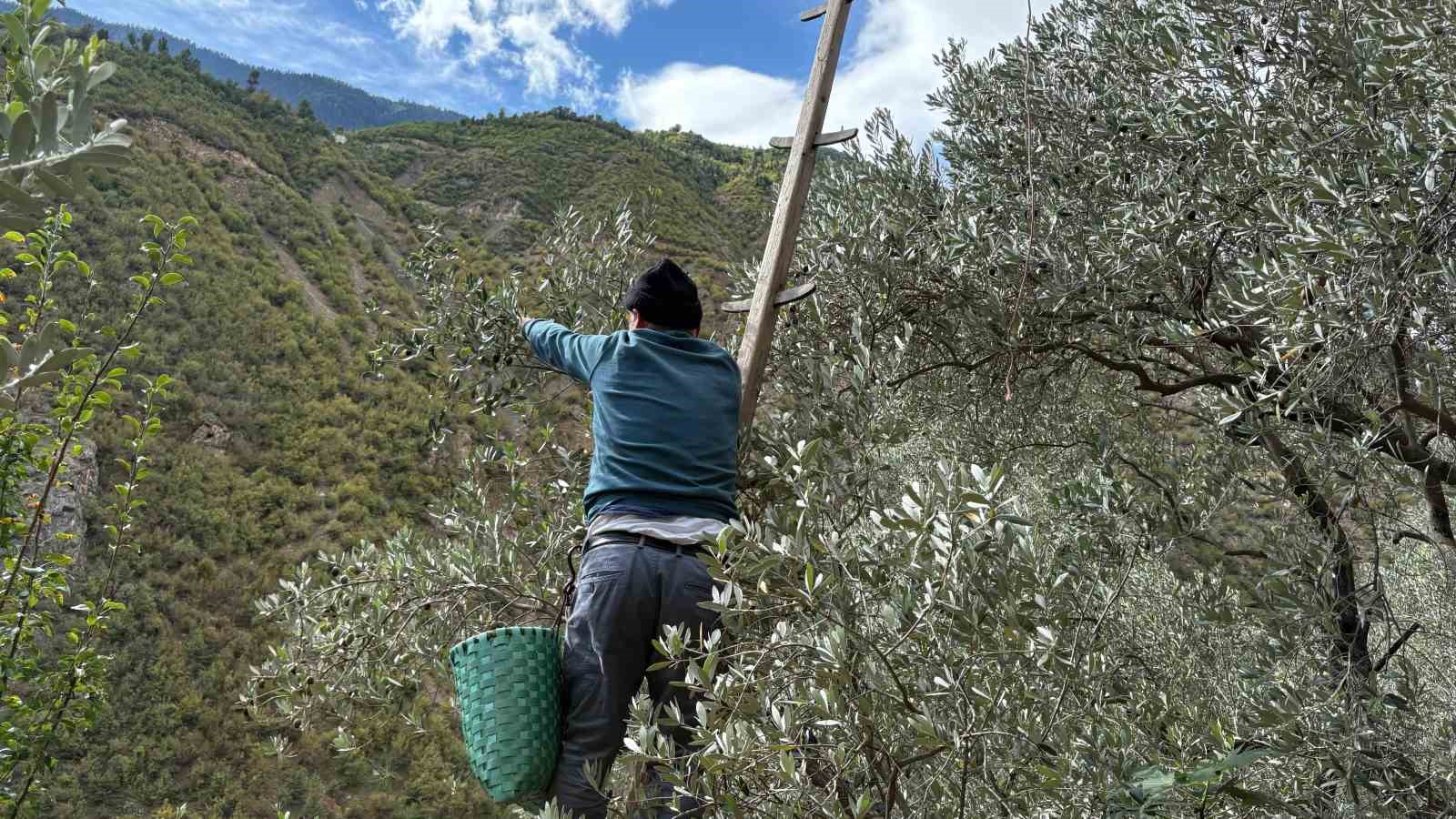 Artvin’de asırlık zeytin ağaçlarından hasat başladı
