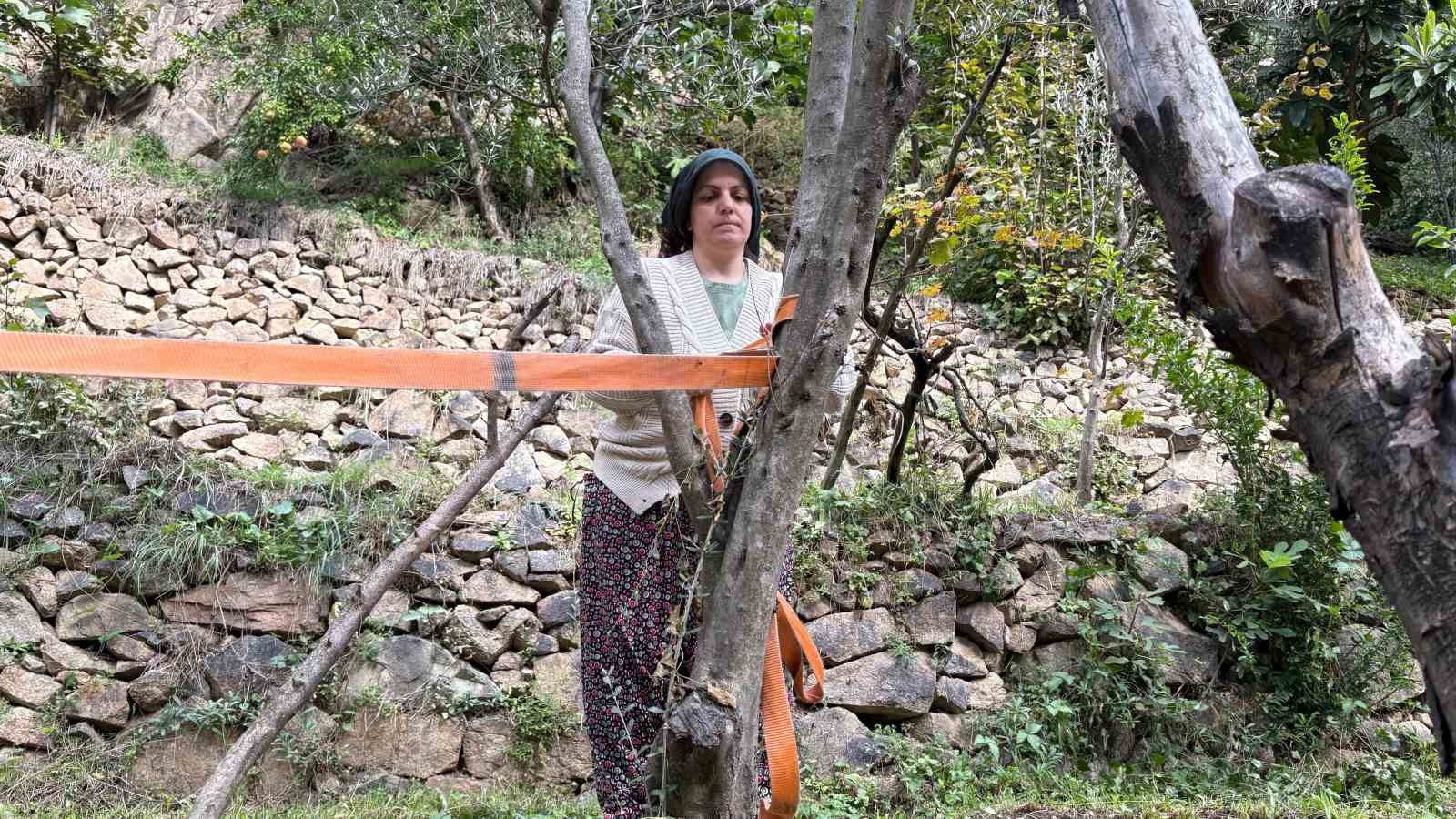 Artvin’de asırlık zeytin ağaçlarından hasat başladı
