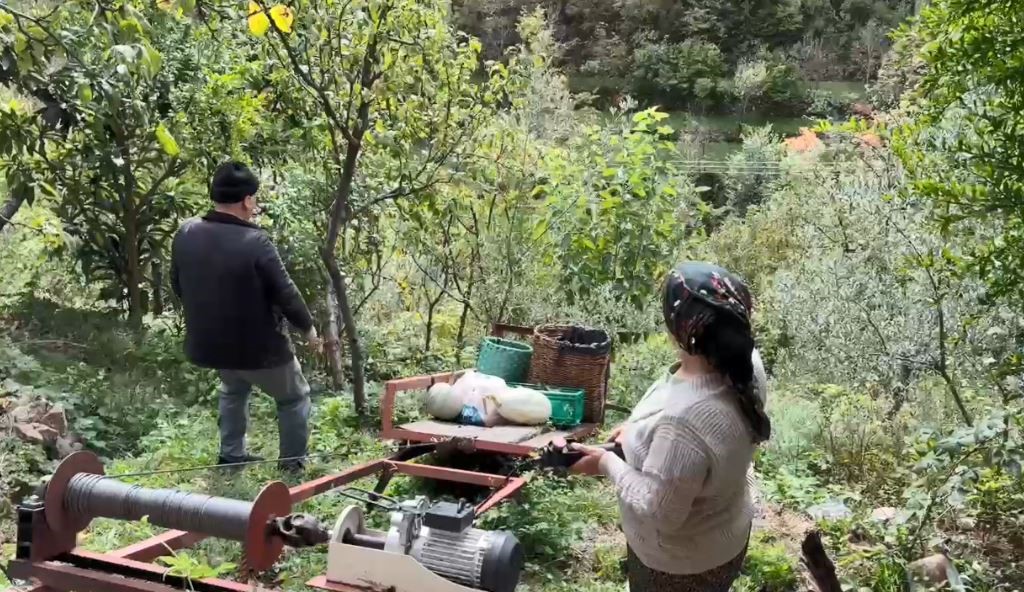 Artvin’de asırlık zeytin ağaçlarından hasat başladı
