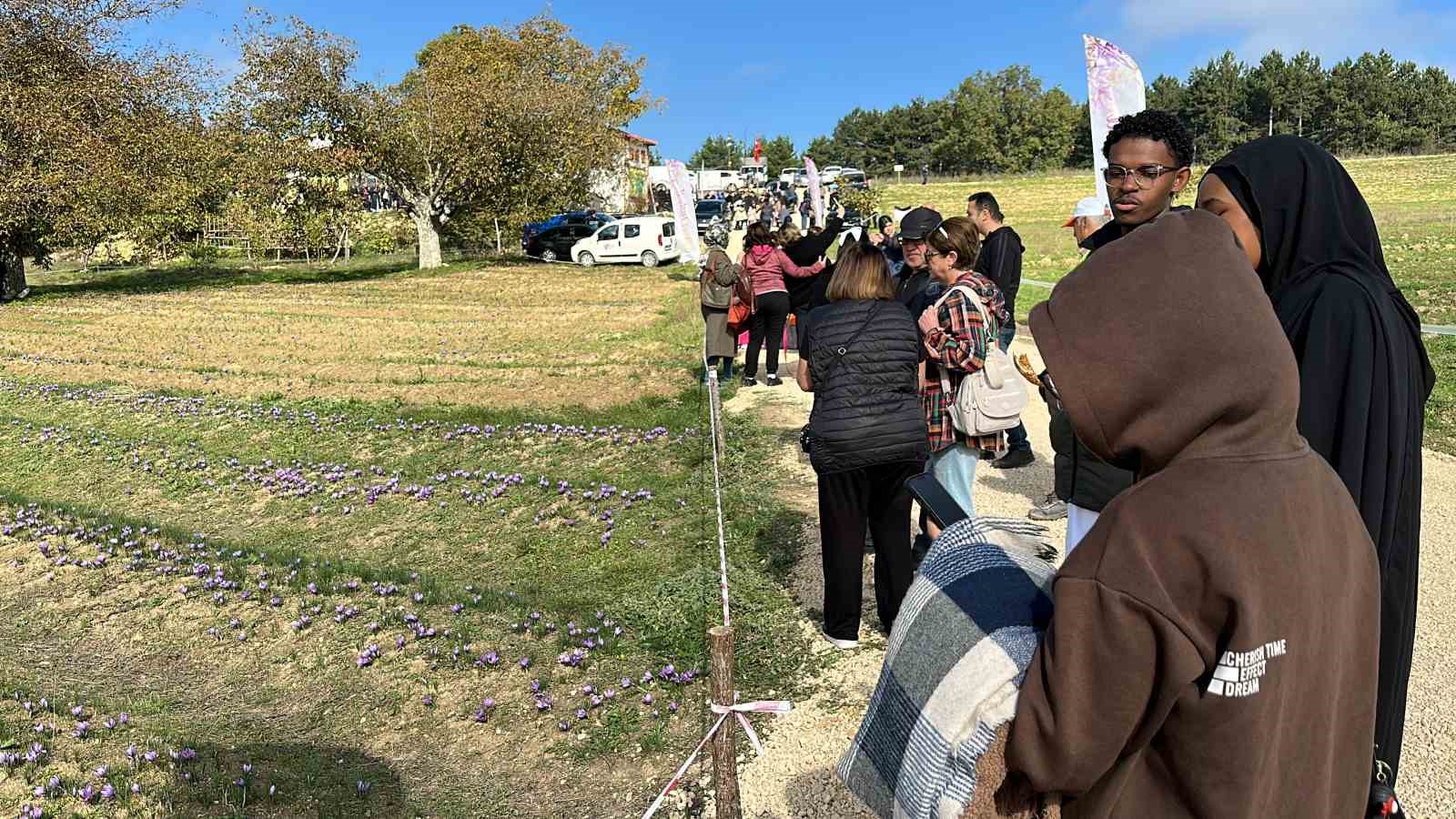 ‘Dünyanın en pahalı baharatı’ safranı hasat etmek için soluğu tarlalarda aldılar
