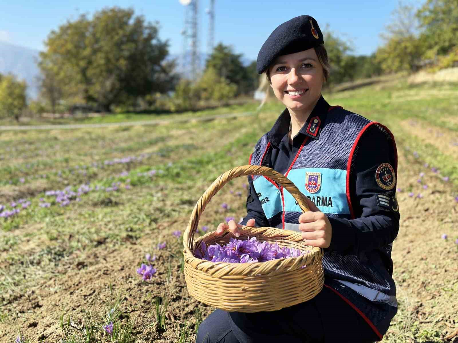 ‘Dünyanın en pahalı baharatı’ safranı hasat etmek için soluğu tarlalarda aldılar
