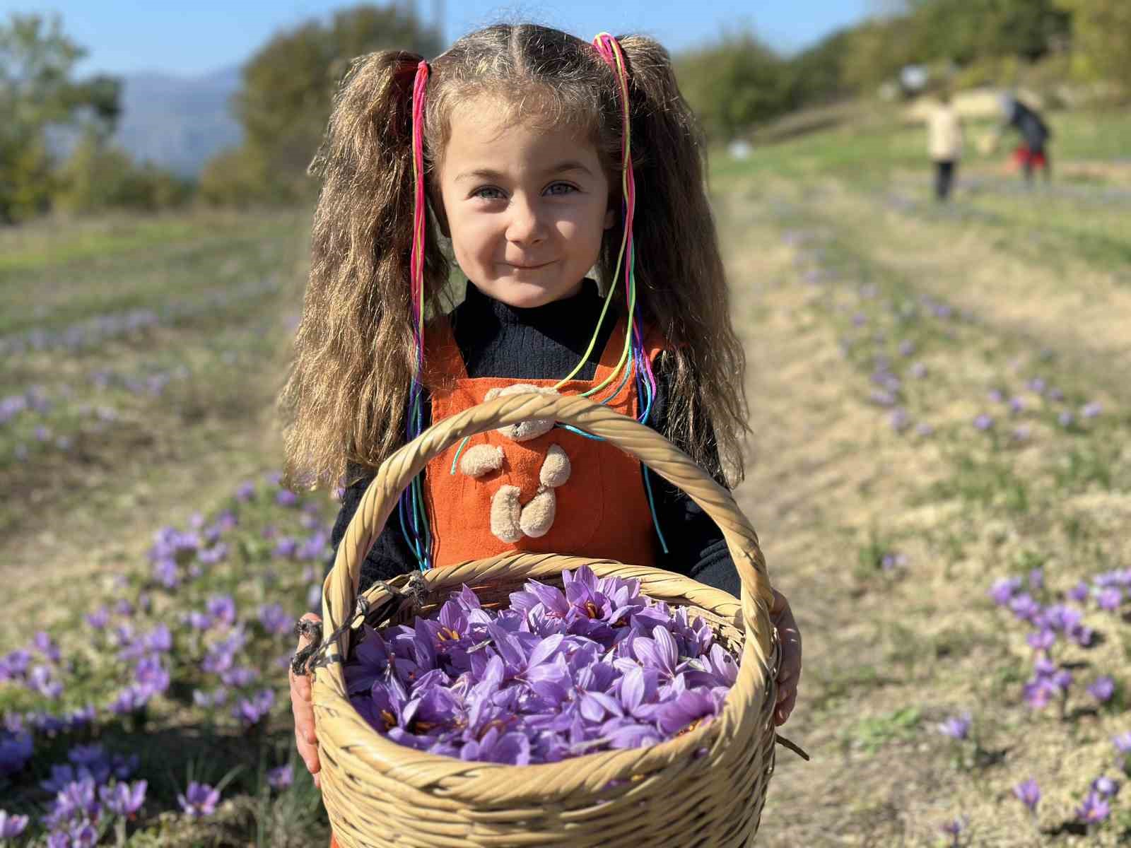 ‘Dünyanın en pahalı baharatı’ safranı hasat etmek için soluğu tarlalarda aldılar
