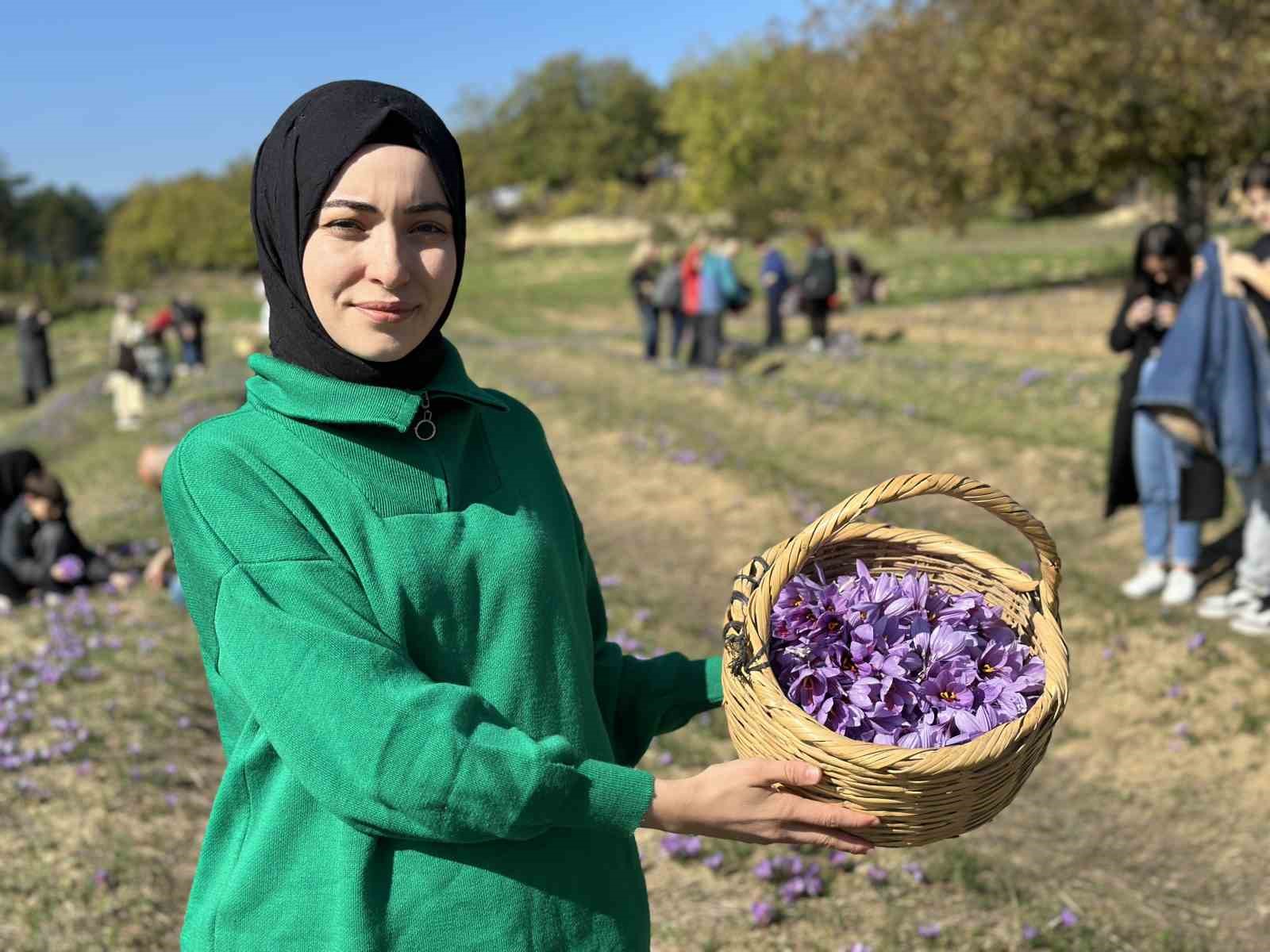 ‘Dünyanın en pahalı baharatı’ safranı hasat etmek için soluğu tarlalarda aldılar
