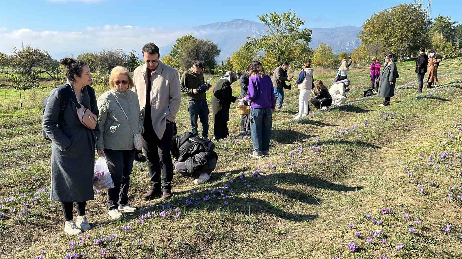 ‘Dünyanın en pahalı baharatı’ safranı hasat etmek için soluğu tarlalarda aldılar
