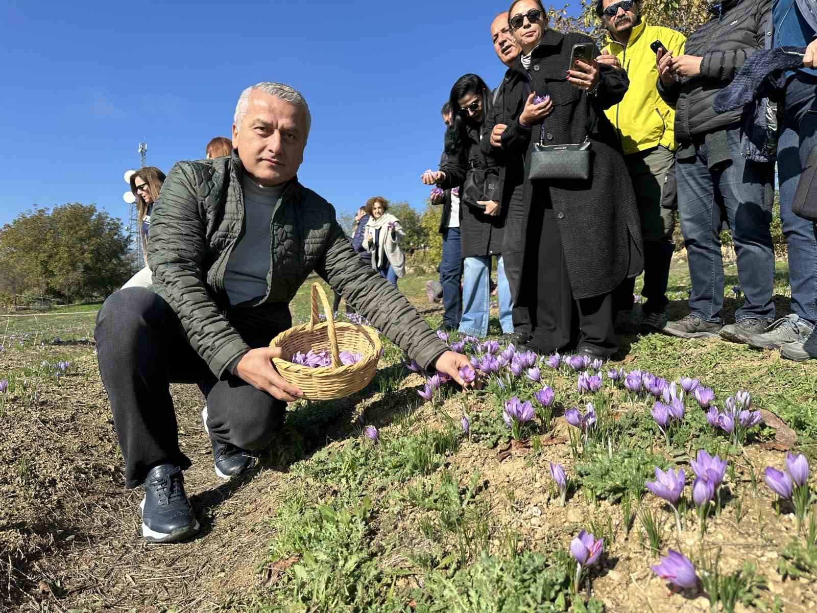 ‘Dünyanın en pahalı baharatı’ safranı hasat etmek için soluğu tarlalarda aldılar
