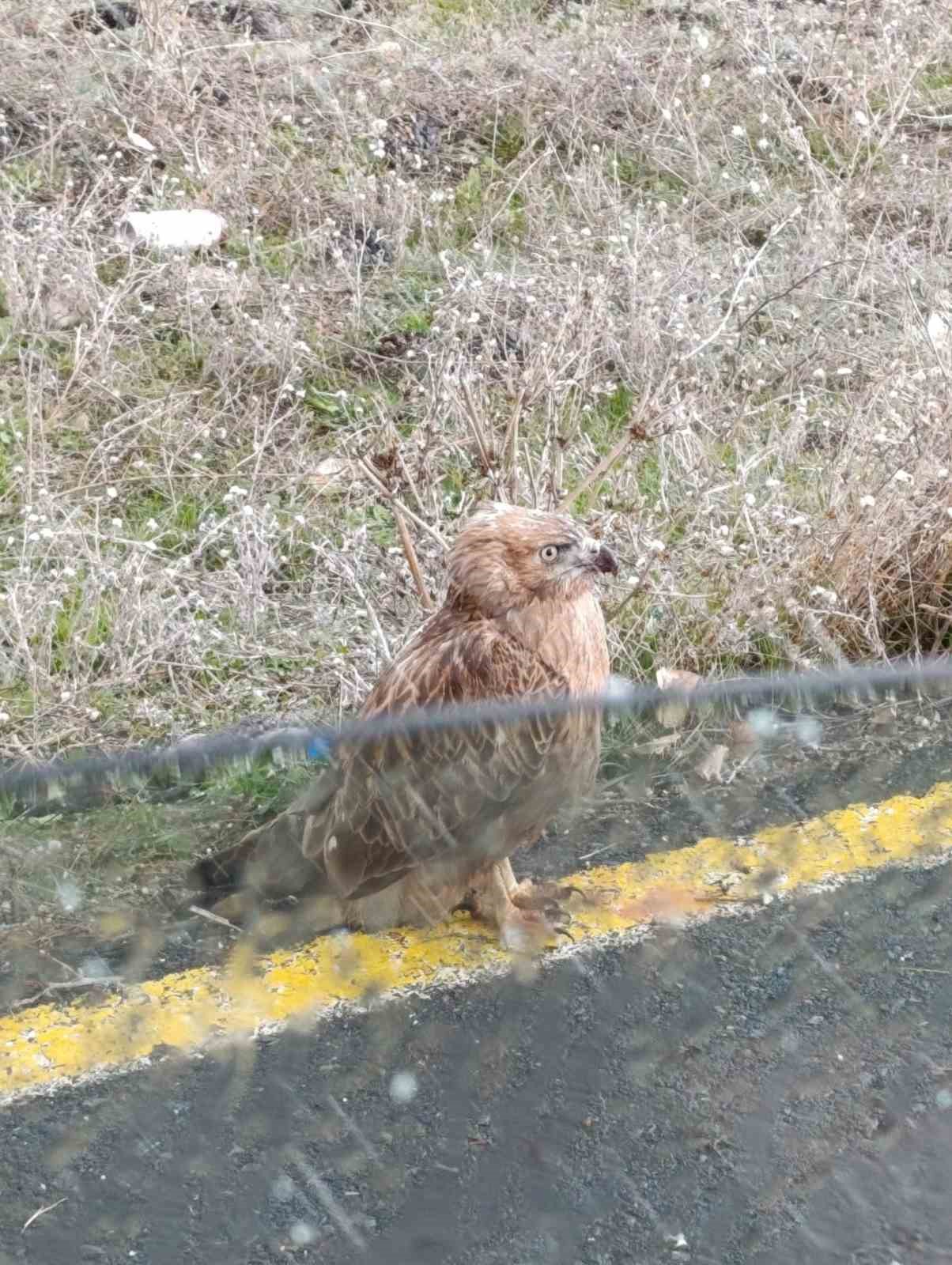 Polisten atmacaya şefkat eli
