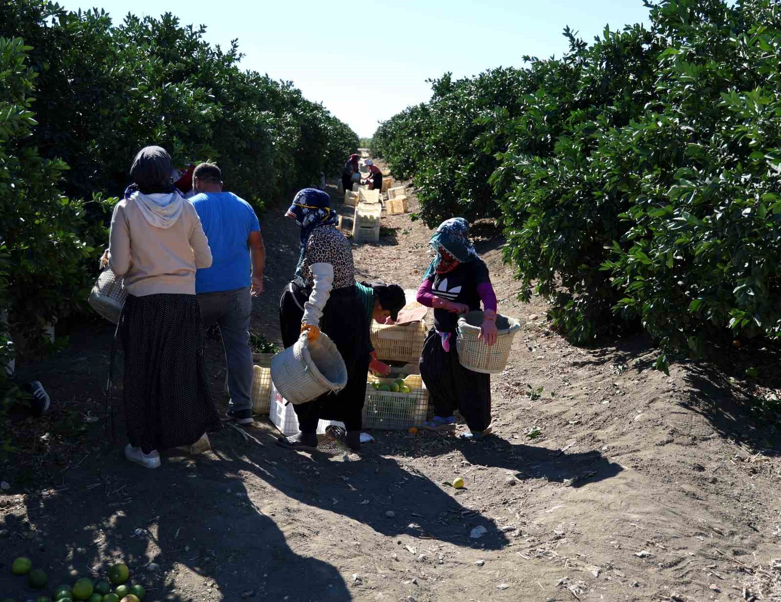 Adana’da portakaldan 371 bin ton verim bekleniyor
