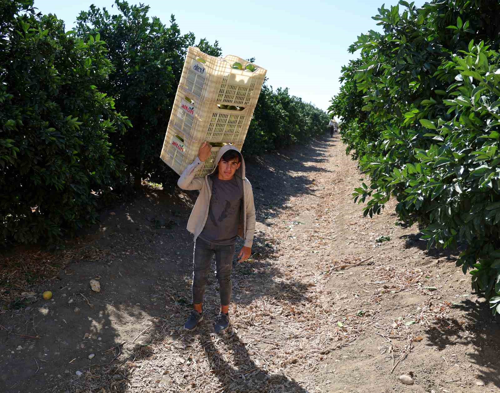 Adana’da portakaldan 371 bin ton verim bekleniyor
