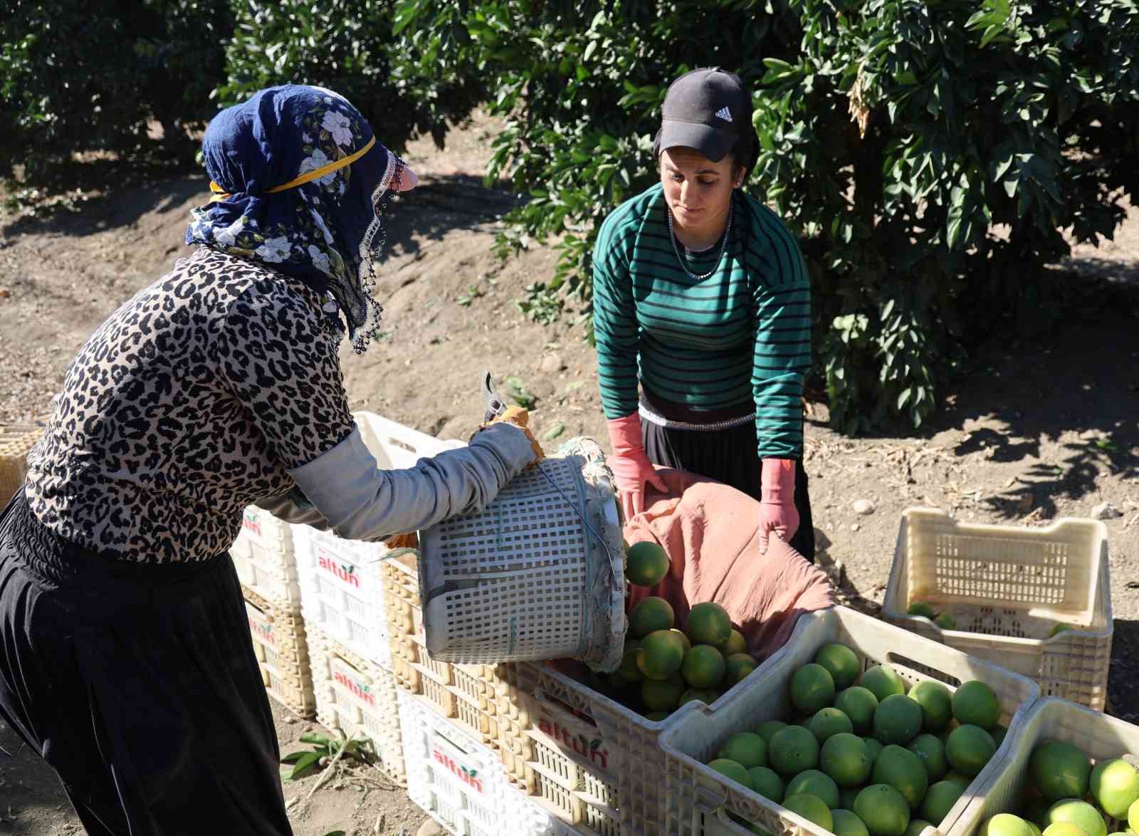 Adana’da portakaldan 371 bin ton verim bekleniyor
