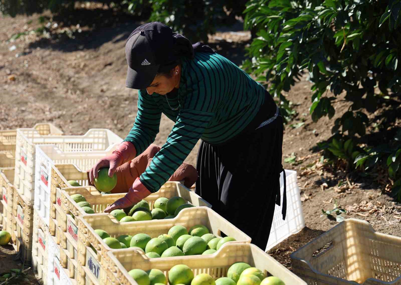 Adana’da portakaldan 371 bin ton verim bekleniyor
