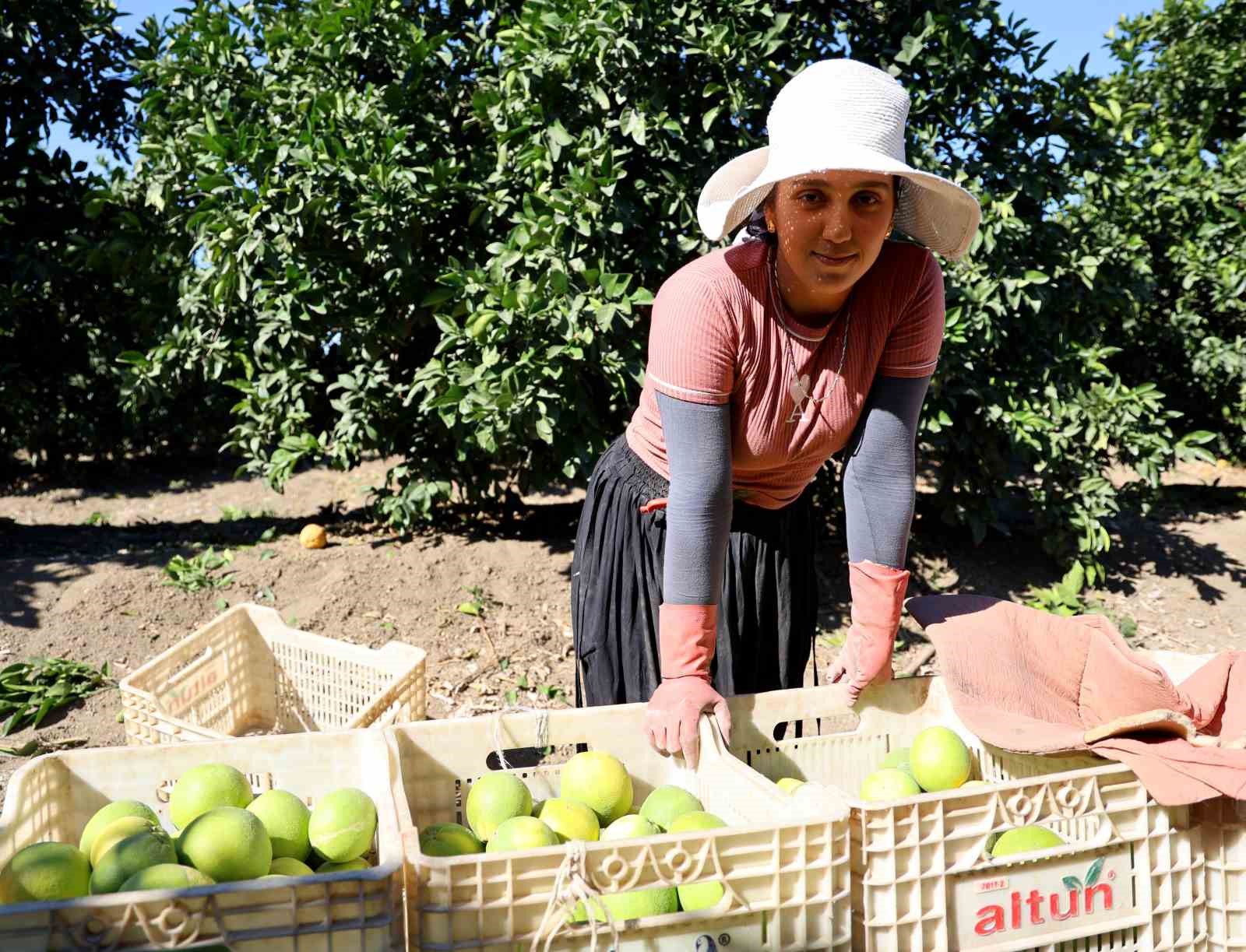 Adana’da portakaldan 371 bin ton verim bekleniyor
