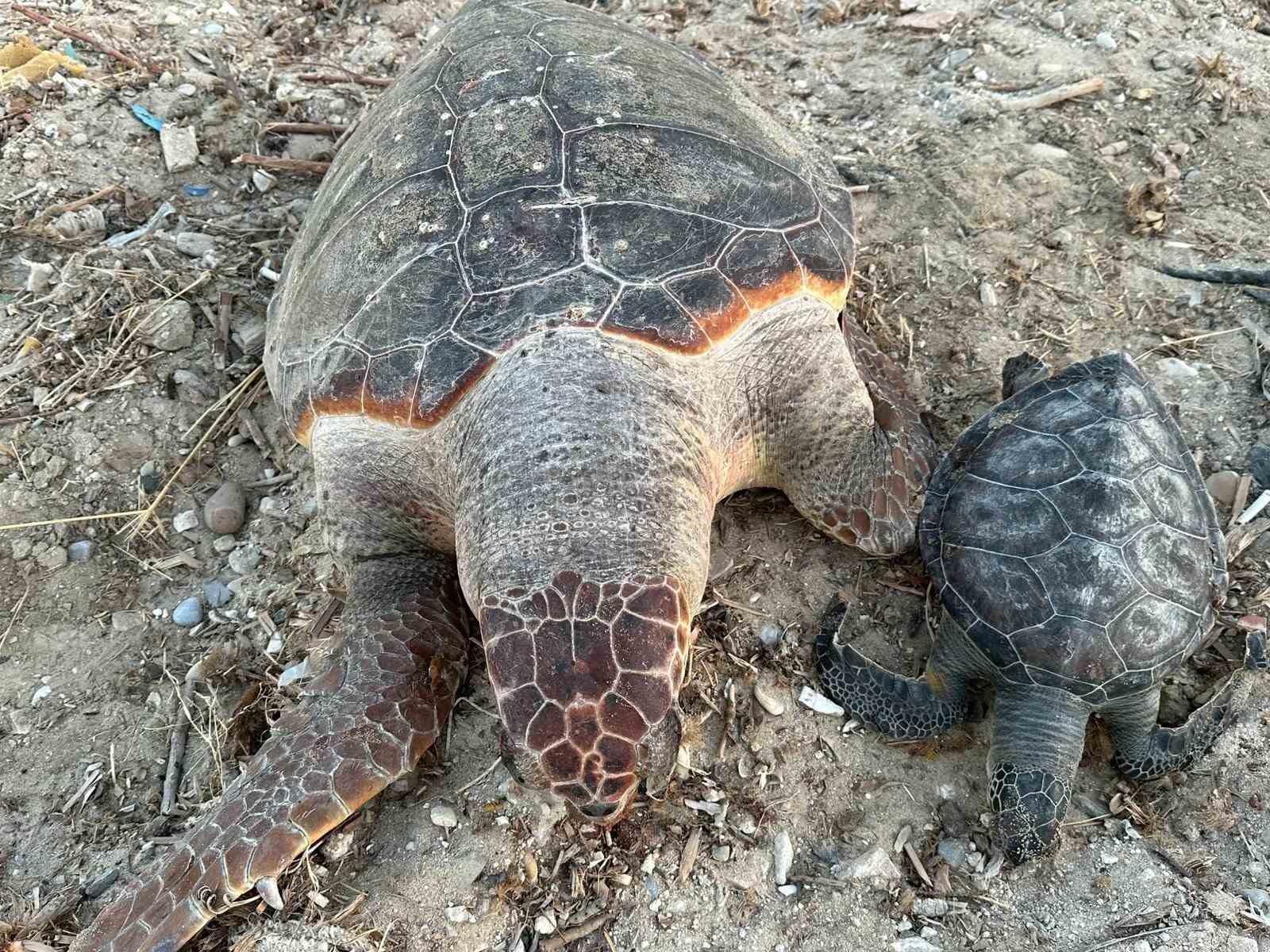 Kuşadası’nda 2 deniz kaplumbağası ölü olarak karaya vurdu
