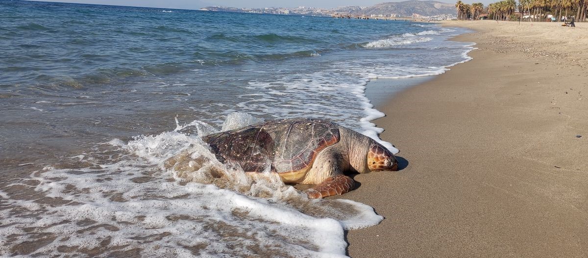 Kuşadası’nda 2 deniz kaplumbağası ölü olarak karaya vurdu
