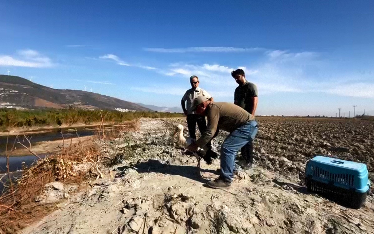 Kuşadası’nda 2 deniz kaplumbağası ölü olarak karaya vurdu
