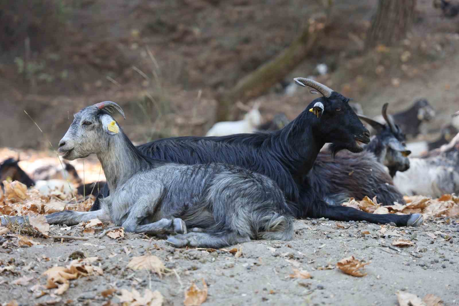 Dağlardaki kurtlar, keçi çobanlarının en büyük kabusu oldu
