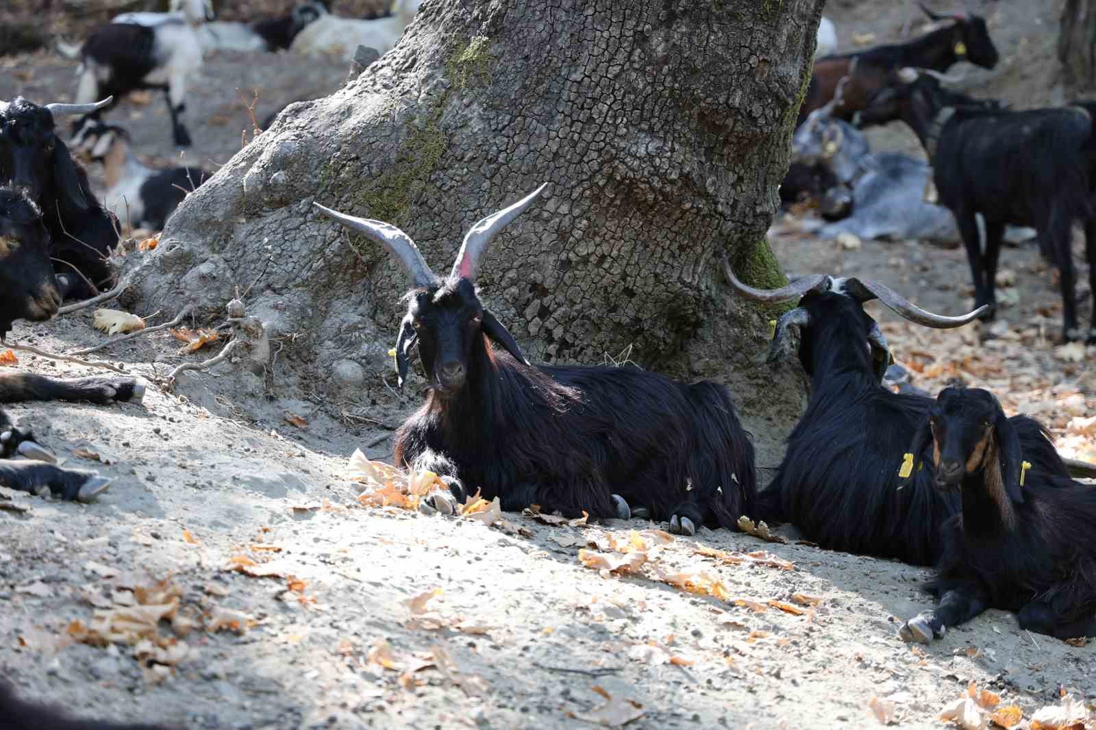 Dağlardaki kurtlar, keçi çobanlarının en büyük kabusu oldu
