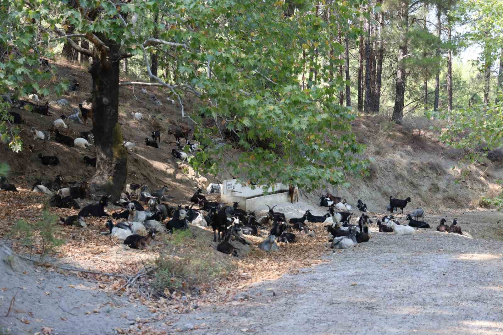 Dağlardaki kurtlar, keçi çobanlarının en büyük kabusu oldu
