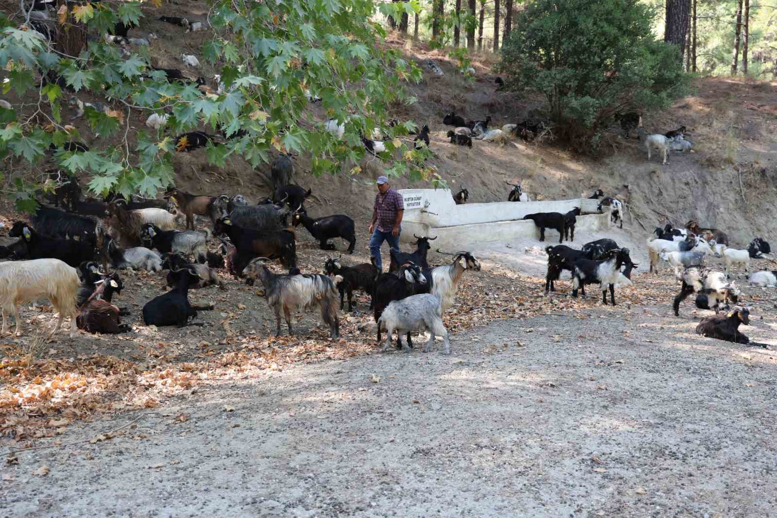 Dağlardaki kurtlar, keçi çobanlarının en büyük kabusu oldu
