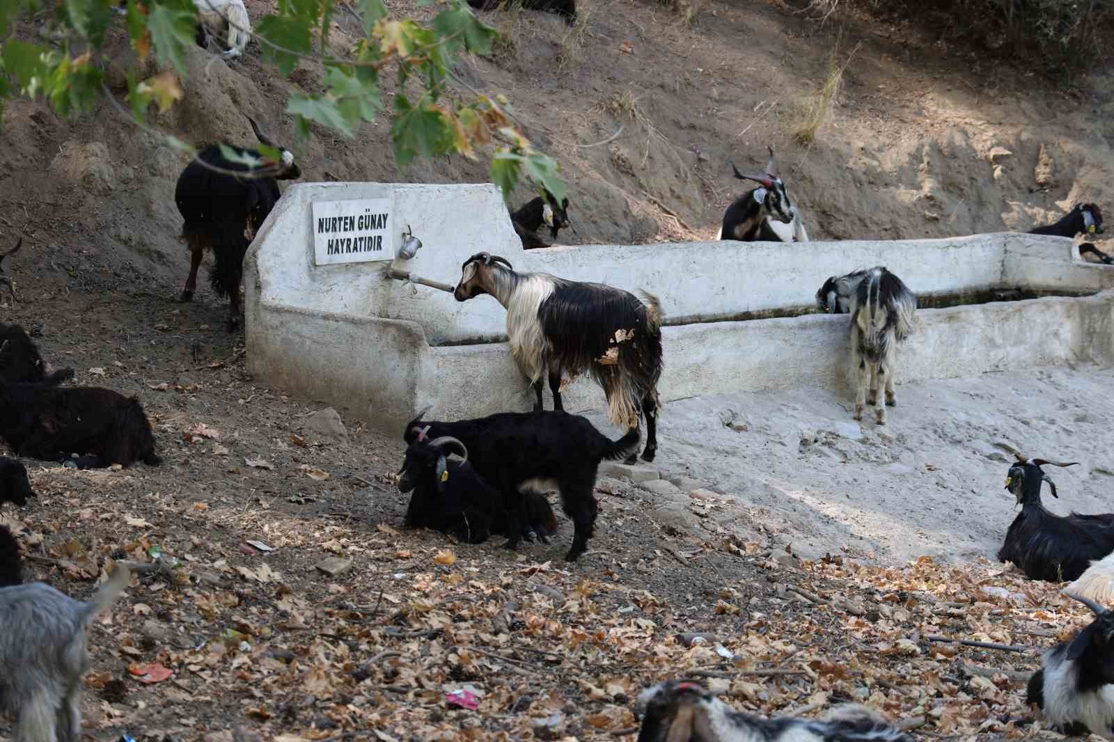 Dağlardaki kurtlar, keçi çobanlarının en büyük kabusu oldu
