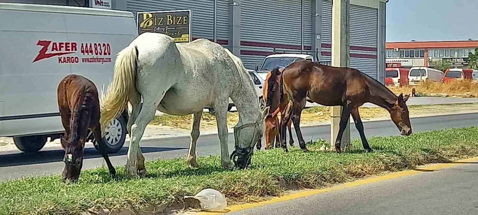 Aydın’da başıboş atlar tehlike saçıyor
