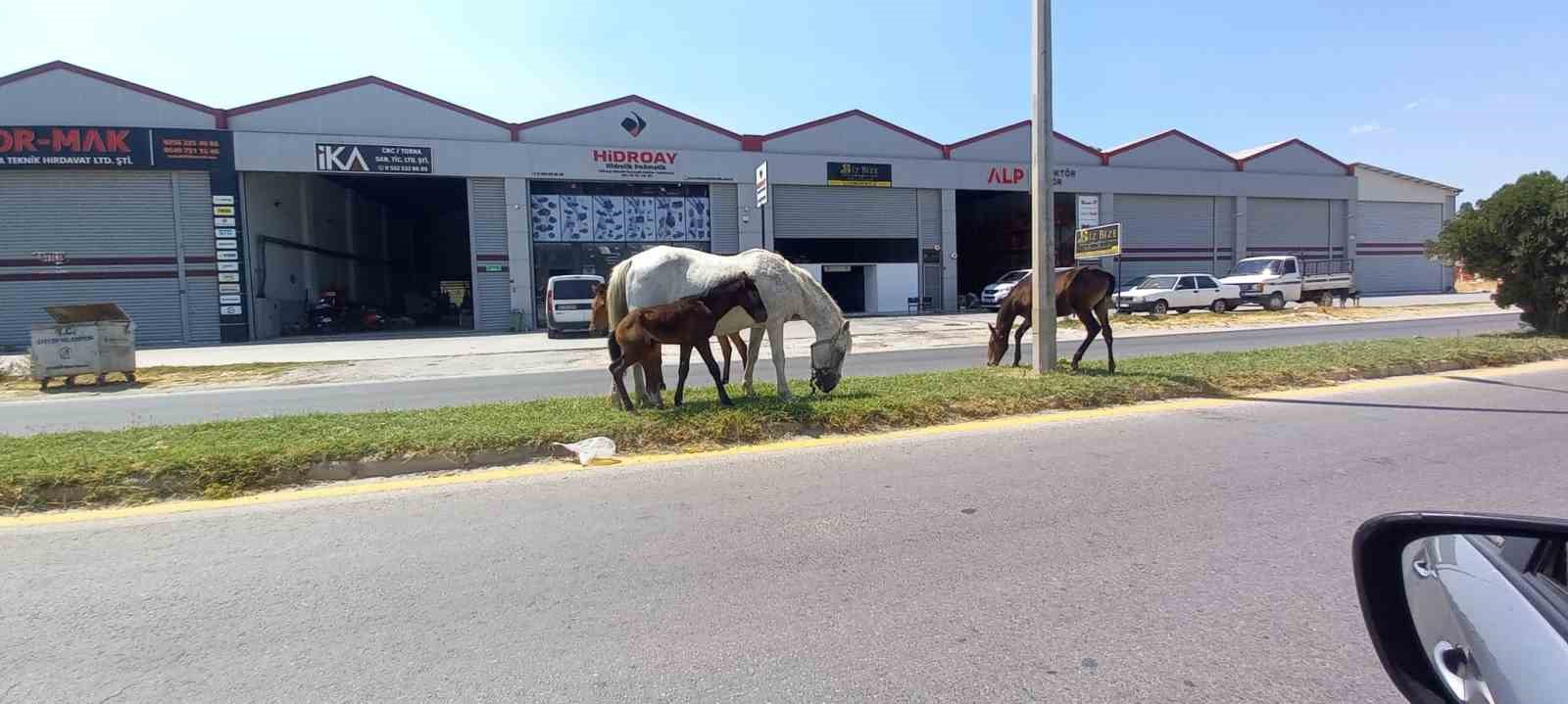 Aydın’da başıboş atlar tehlike saçıyor
