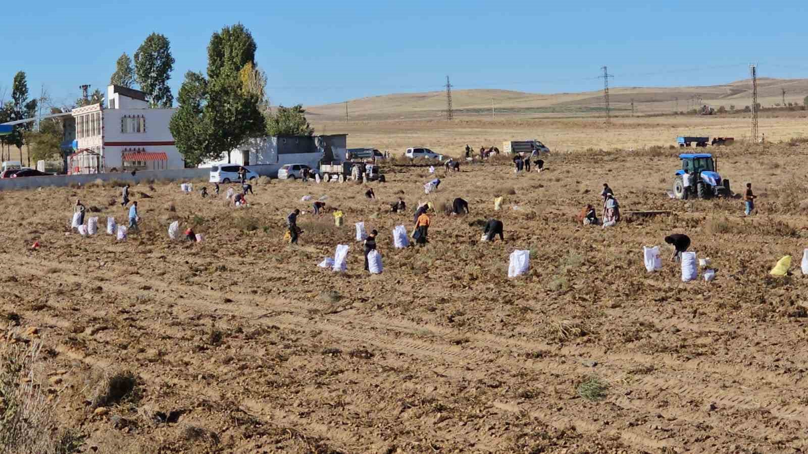 Çiftçiden vatandaşlara bedava patates
