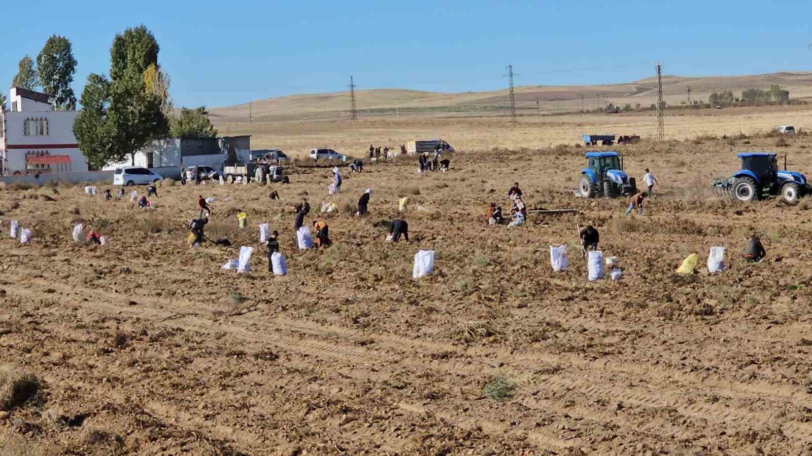 Çiftçiden vatandaşlara bedava patates
