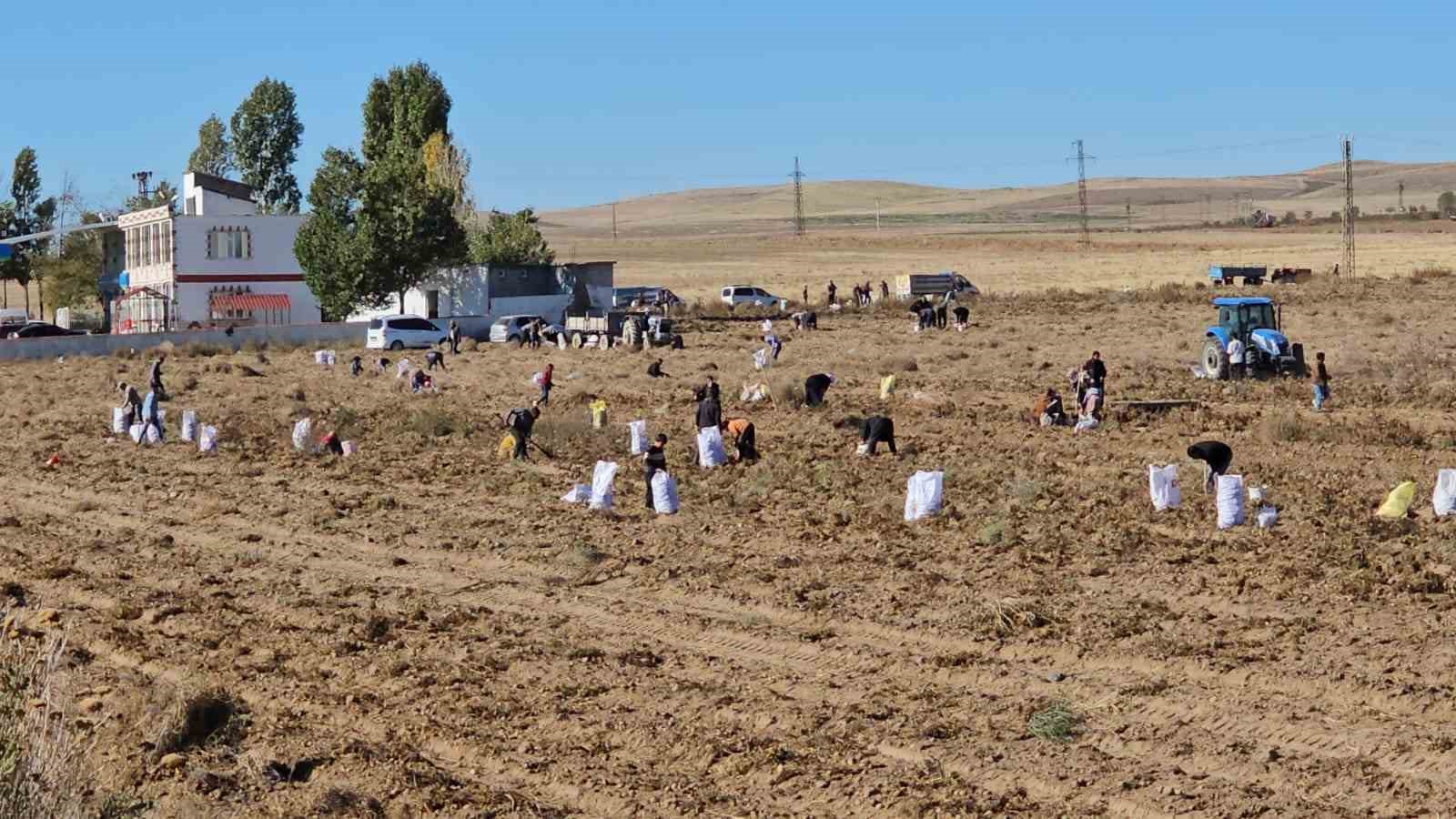 Çiftçiden vatandaşlara bedava patates
