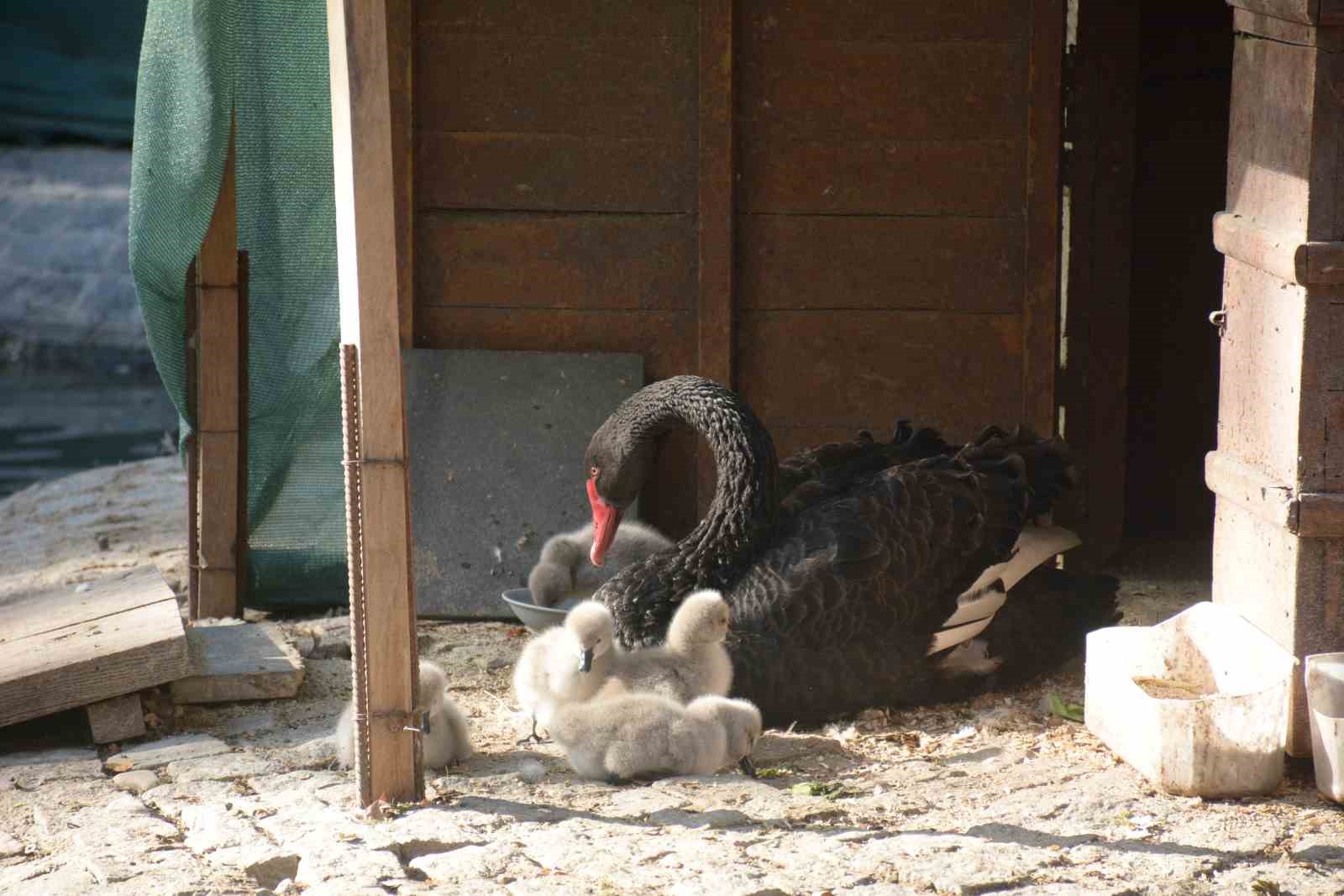 Kuğulu Park’ta 29 Ekim Cumhuriyet Bayramı’nda 5 kuğu yavrusu dünyaya geldi
